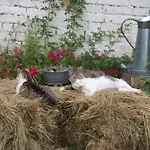 Ruhe Am - Ferienhaeuser In Den Gaerten Von Magra By Interhome Zakrzewo